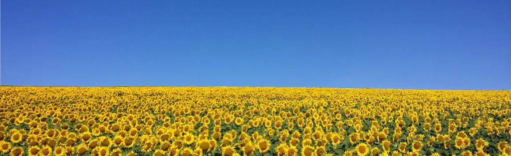 Sonnenblumenfeld 